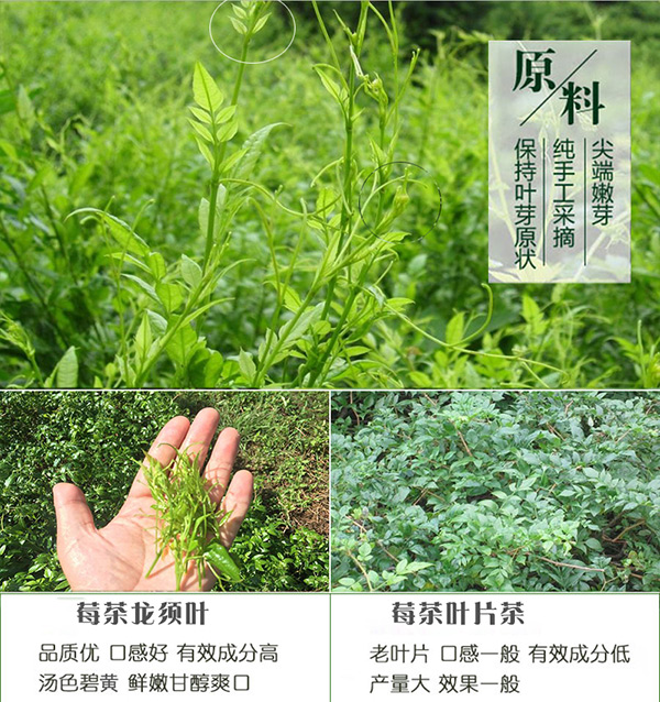【土家】山里人对无污染的「执念」和她大山里的纯天然「莓茶」
